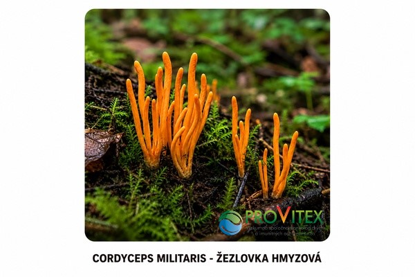 1MOT.TRÁVA NOVY OBR.